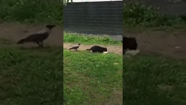 Галка дёргает за хвост отмороженного кота смотреть онлайн