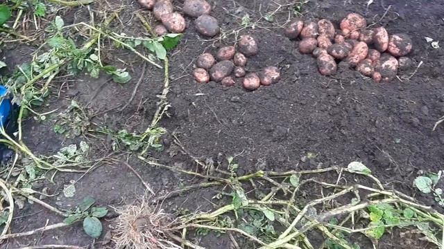 Лучшие сорта картошки. Сорт журавинка. смотреть онлайн