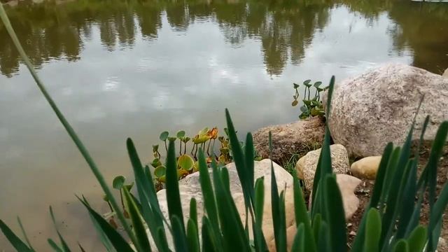 VID 20200812 090319 Сообщения на пейджер к Тебе... Павел Васильев Лахтинский смотреть онлайн