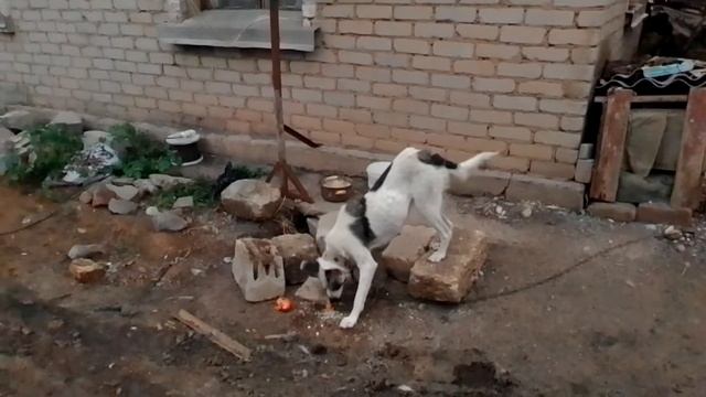 САМЫЙ ЛЮБИМЫЙ ОВОЩ У ГРЕТЫ НА ПЕРВОМ МЕСТЕ ЭТО МОРКОВЬ!!!!!!! смотреть онлайн