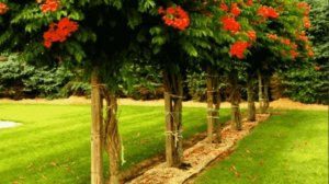 Кампсис: зловредная-но очень красивая,цветущая лиана☀️?