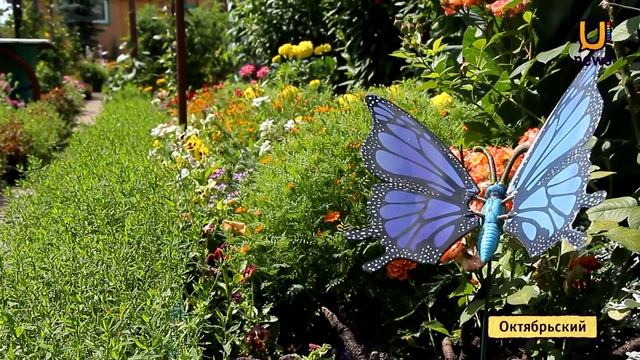 Мастер-класс по выращиванию помидоров, или проект 