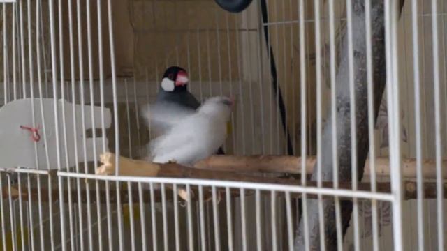 Рисовые Амадины Amadina Sparrow 1080p смотреть онлайн