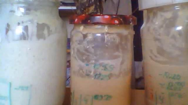 закваска на пшенице и ржи эксперименты (время подъёма) смотреть онлайн