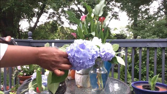 City Cottage Garden | Propagating Blue Bigleaf Hydrangea Soft Wood Cuttings | Catherine's Garden смотреть онлайн
