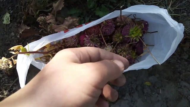Сбор семян астры семейства принцесс и хризантемы смотреть онлайн