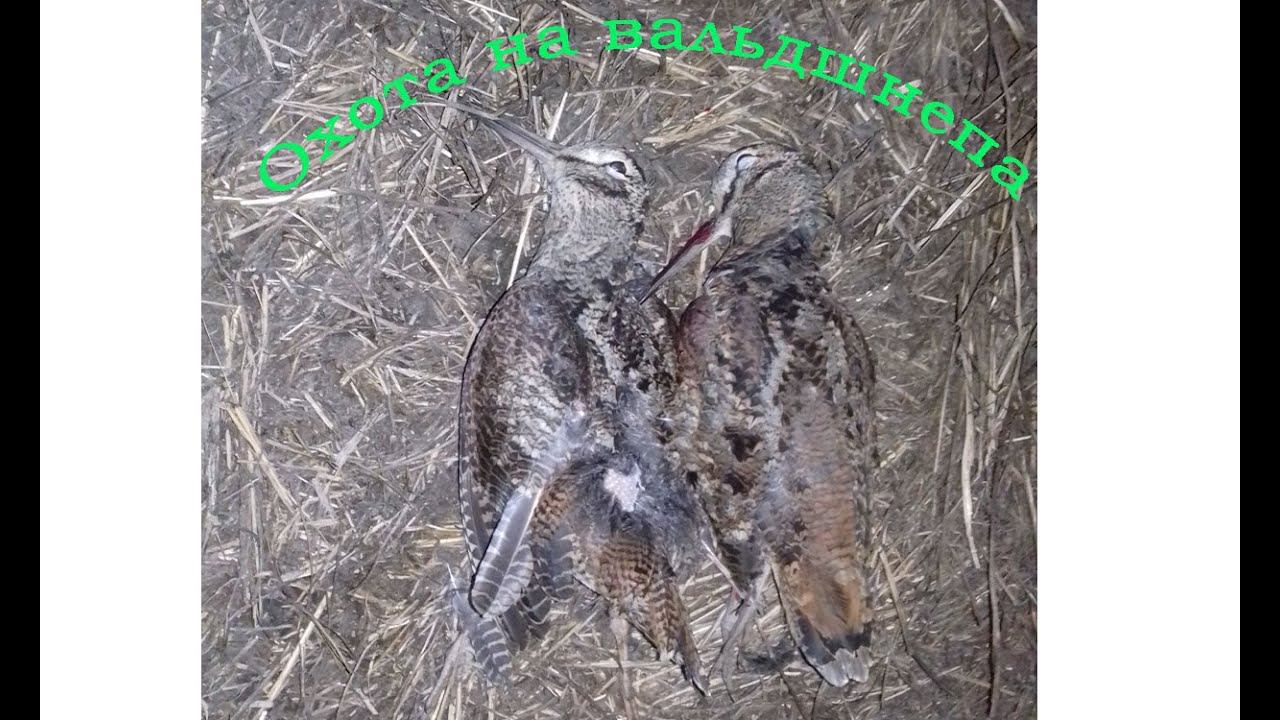 Весенняя охота на вальдшнепа
