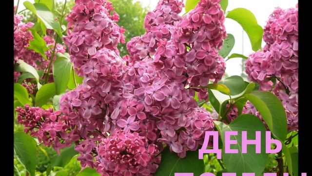 СИРЕНЬ ПОБЕДЫ смотреть онлайн