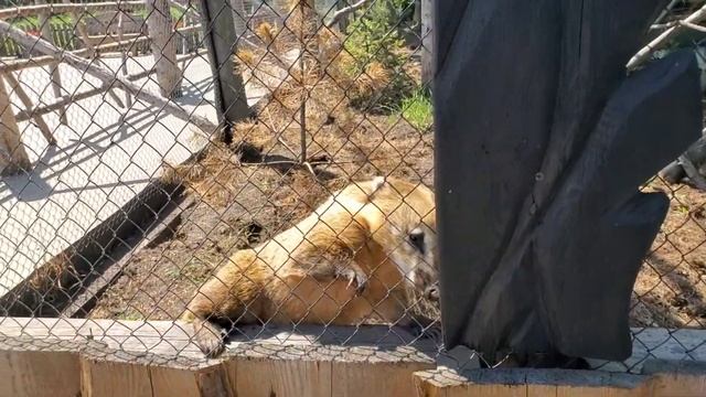 Диприз контактный зоопарк в Барановичах 2023 Зооландшафтный парк Dipriz.2023 смотреть онлайн