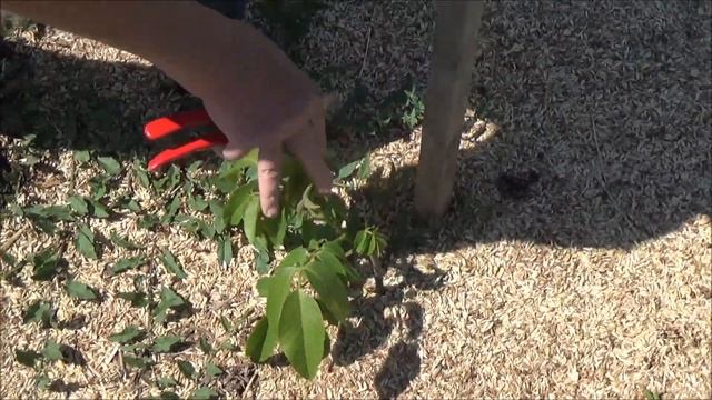 Сорта и формы в коллекции Господарул Часть II Май 2020 смотреть онлайн