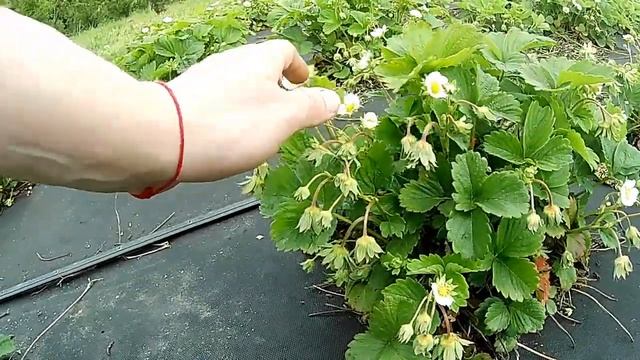 Когда накрывать клубнику белым агроволокном весной Как вырастить раннюю клубнику для начинающих смотреть онлайн