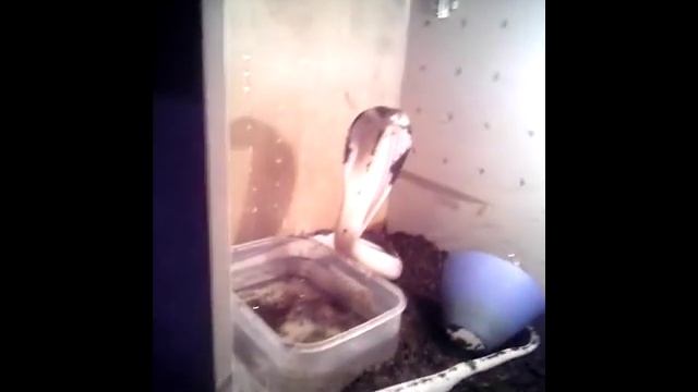 Man touching python..wait..it is not a python! Какой-то неправильный питон! смотреть онлайн