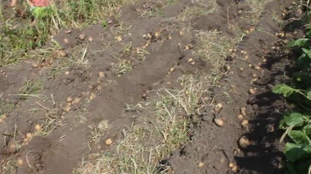 мотоблок нева МБ2 копаем картошку 2015г смотреть онлайн
