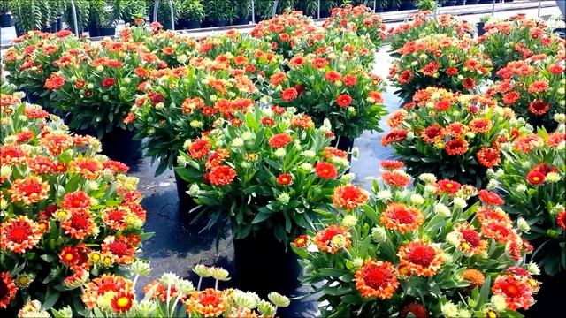 Best Perennials - Gaillardia 'Fanfare Blaze' (Blanket Flower) смотреть онлайн