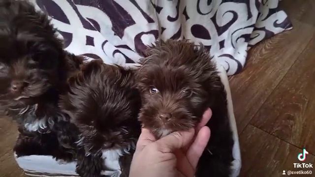 Шоколадный йорк знакомимся с девочками смотреть онлайн