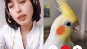 Звонок в Службу доставки воды! попугай прикол шутка смех ржачь ржака Tik-Tok