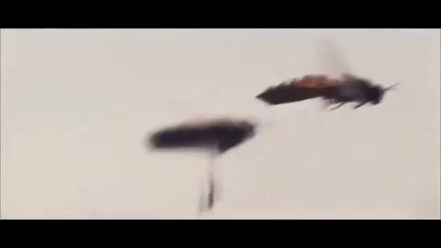 QUE HACEN LAS ABEJAS OBRERAS ZÁNGANAS Y REINAS смотреть онлайн