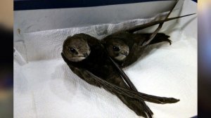 Стрижи, которые остались.  Что делать, если вы нашли стрижа? Как стрижи живут в домашних условиях?