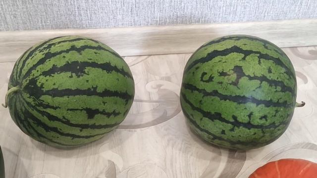 Сорвали первые арбузы 5 августа 2023 год. Пробуем первые арбузы. Боремся с урожаем. Огородные будни смотреть онлайн