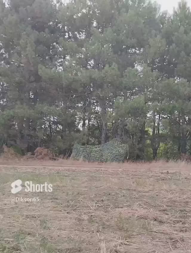 Охота на вяхиря в Крыму ! #shorts