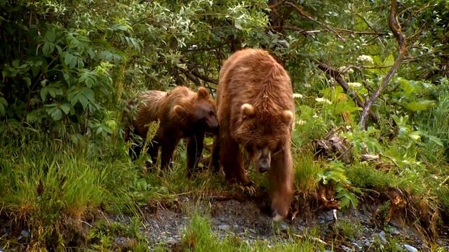 Женщина боролась за жизнь. Затем появился медведь и сделал неожиданное смотреть онлайн