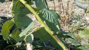 Дидимелла на малине. Как бороться.