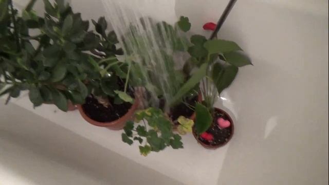 ПОЛИВ ЦВЕТОВ ВО ВРЕМЯ ОТПУСКА смотреть онлайн