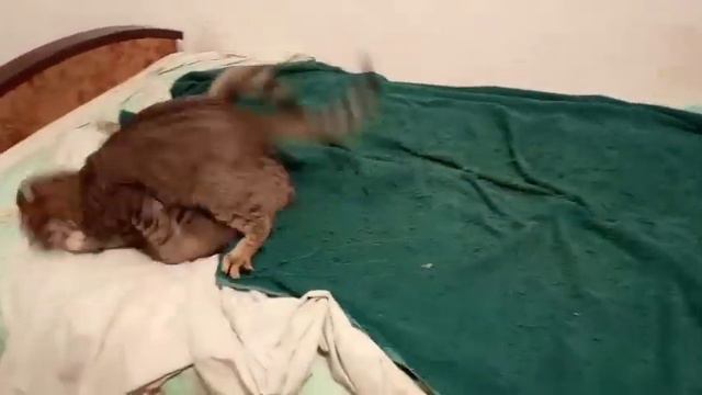 Коты бесятся 😆 смотреть онлайн
