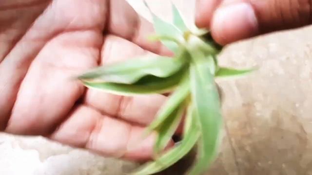 SPIDER PLANT PROPAGATION | HOW TO GROW SPIDER PLANT BABIES - Sprouting Seeds смотреть онлайн