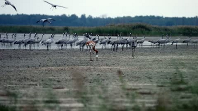 Не стреляйте в белых журавлей