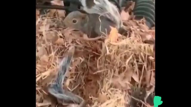 Животные забавные и удивительные/Funny Animals/юмор,спасение,прикол смотреть онлайн