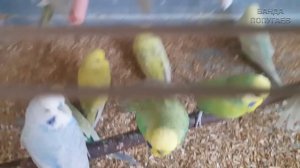 ? ✉ Как быстро приручить волнистого попугая к рукам? ?