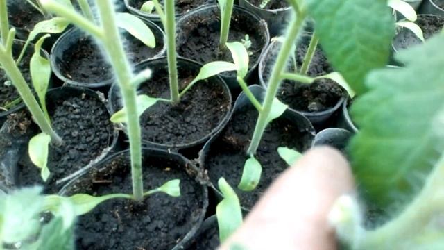 Закалка рассады томата Как и зачем? Накрытие балаганов закончено смотреть онлайн