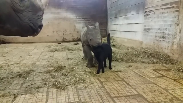 Кошка и носороги смотреть онлайн