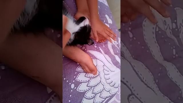 Мой новый котёнок смотреть онлайн