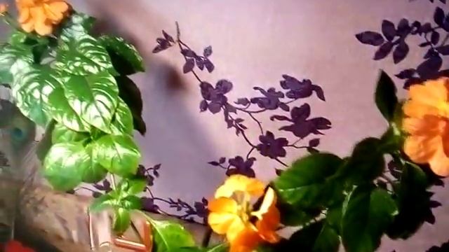 Цветок кроссандра - уход и размножение в домашних условиях смотреть онлайн