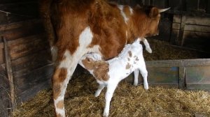 Купили телёнка Милке. Как подсадить чужого телёнка корове.