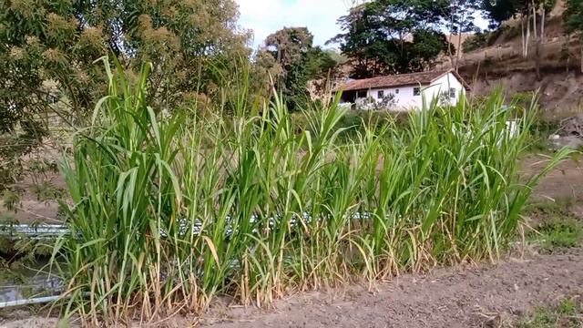 preparo de solo, 0,5 HECTARE MILHO Pra silagem, esse implemento é incrível, quantas horas? смотреть онлайн