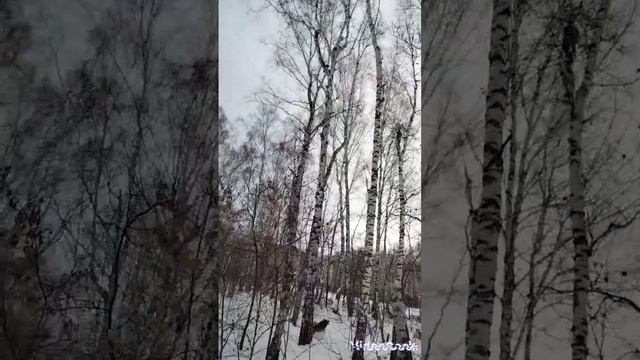 Омские лайки,нахаживание лаек по кунице!И добыча темного куна. смотреть онлайн