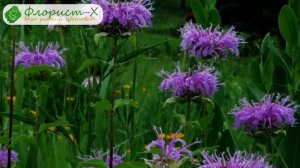 ? Цветок монарда – посадка и уход в открытом грунте, виды и сорта монарды