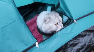 24 ЧАСА ВЫЖИВАЕМ НА УЛИЦЕ С КОТОМ, СОБАКОЙ И МАЛЫШОМ