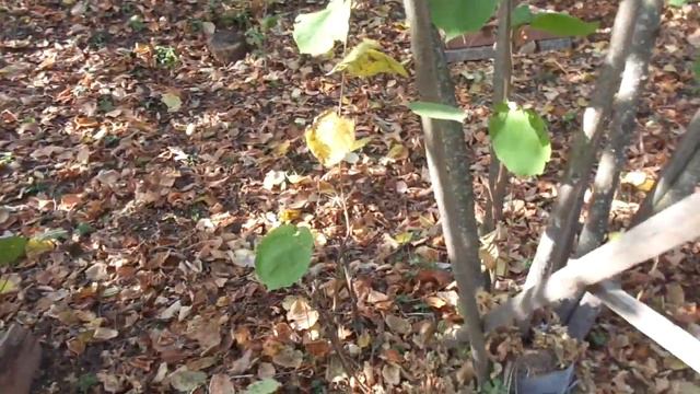 Фундук, при плотной посадке - высокий урожай. смотреть онлайн