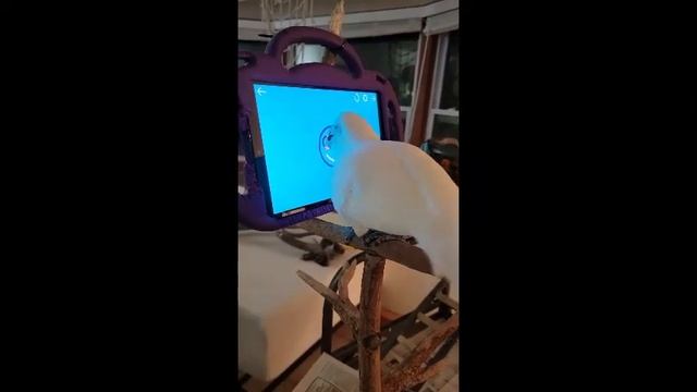 Pet cockatoos play games on tablets while owner cleans their room! смотреть онлайн