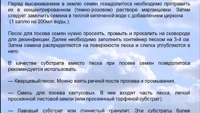 Растение - камень: как вырастить псевдолитос дома. смотреть онлайн