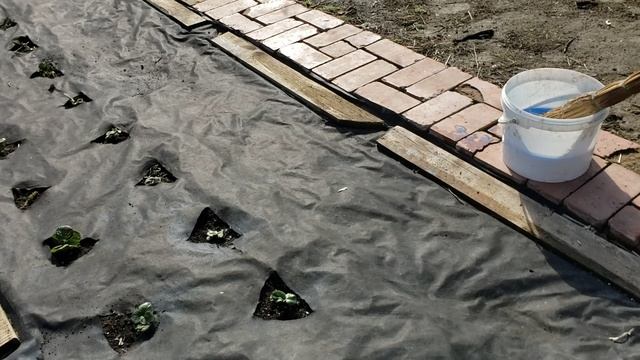 Первые работы в огороде. Зачистил клубнику. смотреть онлайн