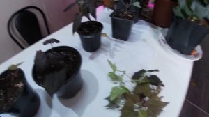 Черенкование ипомея батат