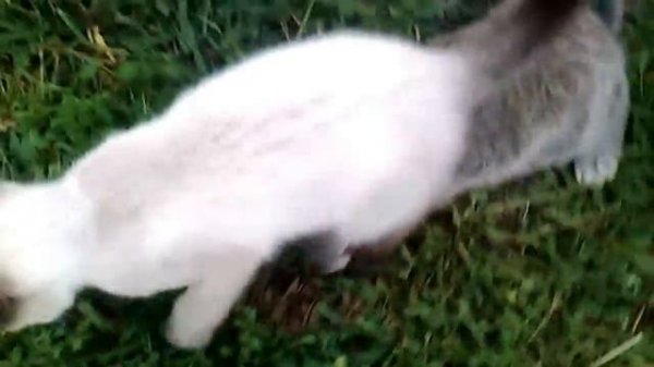 Кот vs Кролик