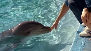 голубая бездна/Le grand bleu