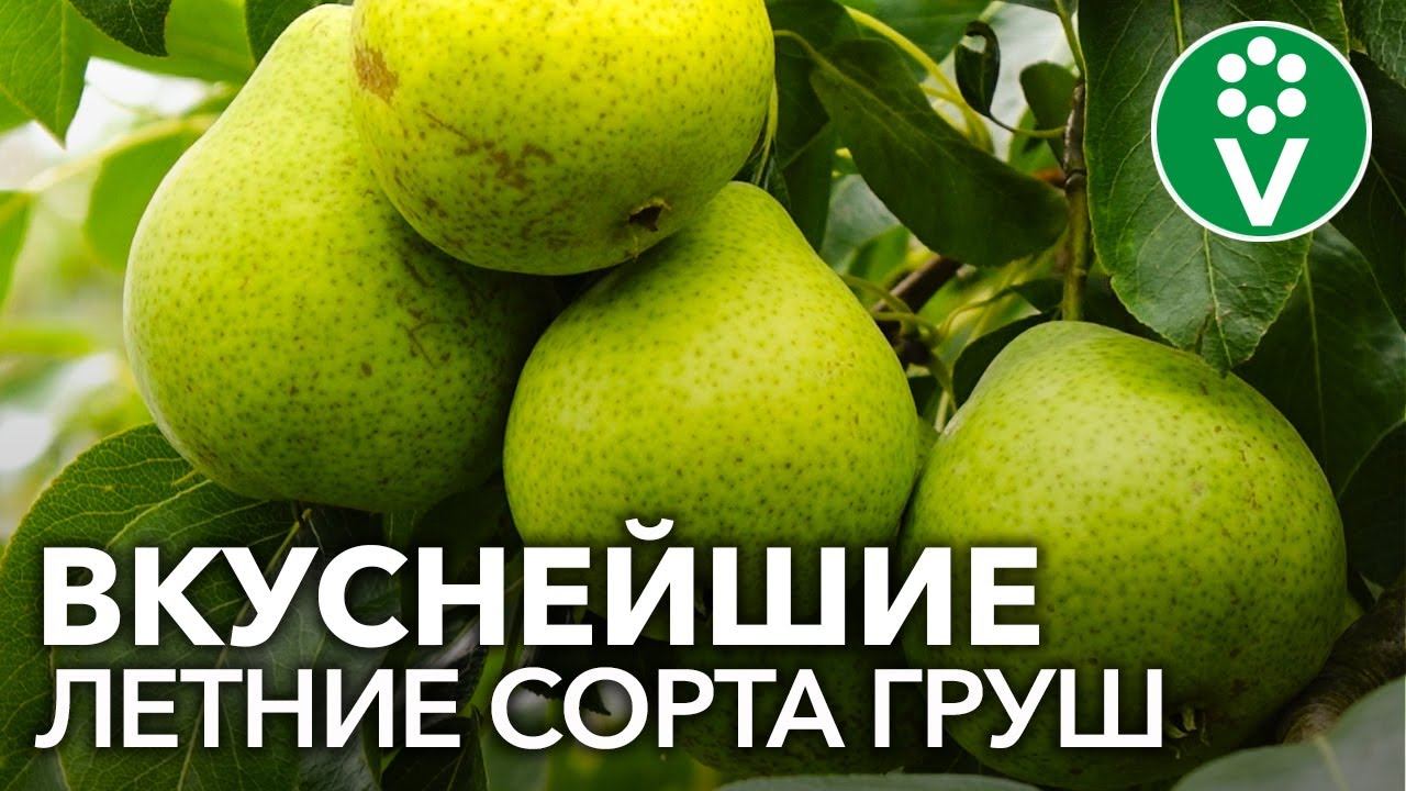 САМЫЕ СЛАДКИЕ И СОЧНЫЕ СОРТА ЛЕТНИХ ГРУШ. Груша Забава, Августовская роса, Юрате, Маслянистая летняя смотреть онлайн