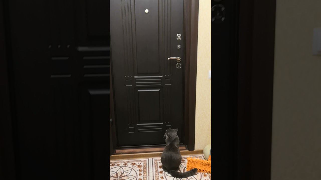 Хозяйка ушла, сидим ждем когда вернется!